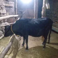 آدرس طارم روستا ولیس