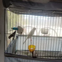 پرنده قناری