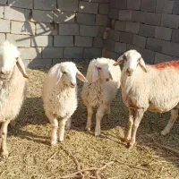 میش بره