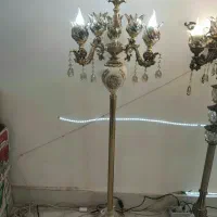 کنار سالنی شاخه ای