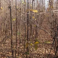 نهـالهای ایرانی و خارجــی|خدمات باغبانی و درختکاری|کبودرآهنگ, |دیوار