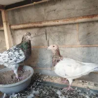 دو جفت هفترنگ جوجه بده عالی