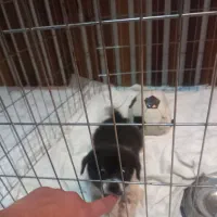 سگ پامر|سگ|اصفهان, ارغوانیه|دیوار