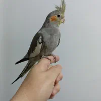 عروس هلندی