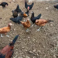 خروس و مرغ عشق
