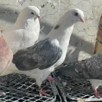 کبوتر|پرنده|هیر, |دیوار