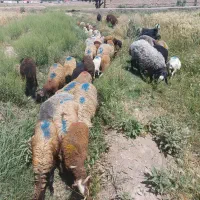 گوسفند زنده همراه با قصاب حاضر در محل|حیوانات مزرعه|پاکدشت, پاکدشت (مامازند)|دیوار