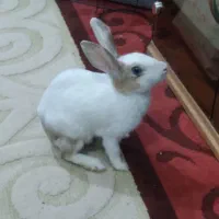 خرگوش نر در اهواز