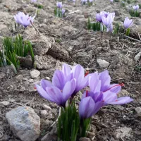 پیاز زعفران