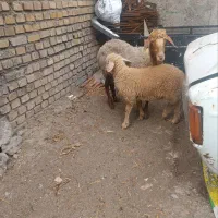 میش و بره