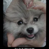 پامرین|سگ|فولادشهر, A3|دیوار