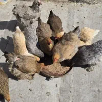 تخم نطفه دار برهما