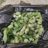 باغ باآب دائم|فروش خانه و ویلا|نوبران, |دیوار