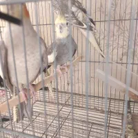 عروس هلندی سالم خونگی