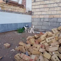 توله کاملاً رایگان