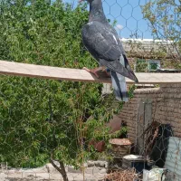 جوجه هیچ پر جان اردن خالص