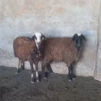 دوتا بره نر