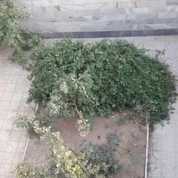 رهن و اجاره آپارتمان|اجارهٔ آپارتمان|کرج, شهرک رازی (بنیاد)|دیوار