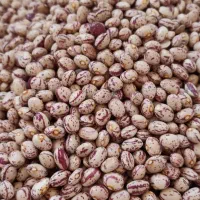 لوبیا سرحدی لیذر