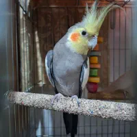 پرنده .مرغ عشق وقناری و عروس هلندی|پرنده|شیراز, رکن‌آباد|دیوار