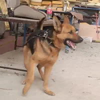 سگ ژرمن شیپر المان|سگ|پاکدشت, خاتون آباد|دیوار