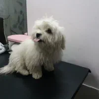 سگ شیتزو خانگی