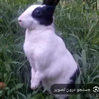 خرگوش خانگی