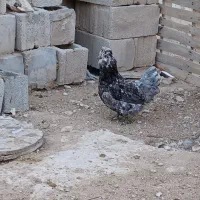 مرغ و خروس پاکر(پاکوتاه)فقط تخم نطفه دار موجود هست|حیوانات مزرعه|چغادک, |دیوار