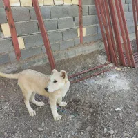 توله ماده سرابی|سگ|جعفرآباد, |دیوار