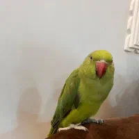 طوطی ملنگو گمشده در زاگرس یابنده مژدگانی میگیره|پرنده|سقز, |دیوار