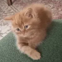 بچه گربه دوماهه نژاد مادر پرشین پدر بریتیش