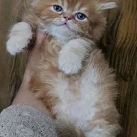 بریتیش هایلند جینجر