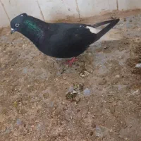 یه جفت زاغ دم سفیدپاک قیمت۱۲۵۰