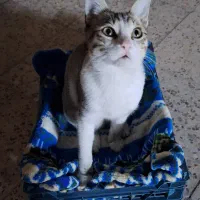 واگذاری گربه