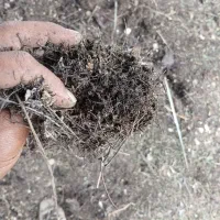 فروش کود برگ عالی یک نیسان