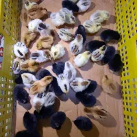 جوجه گلین لری اصیل نژاددار ۱ روزه و ۱۰ روزه