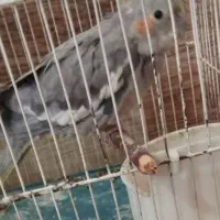 عروس هلندی اهلی معاوضه