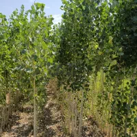 فروش انواع نهال های بوندار یک تا پنج ساله