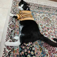 واگذاری گربه نر1ساله