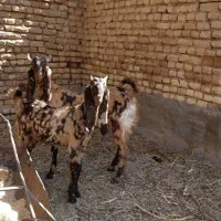 بزغاله ماده پاکستانی