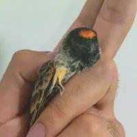 پرنده گلبسر|پرنده|کوهدشت, |دیوار