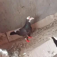 کبوتر