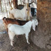 دو عدد چپش گلابی