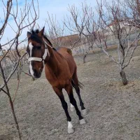 فروش اسب