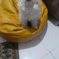 سگ نره مالتیز ترییر(چیکو)|سگ|تهران, ارامنه|دیوار