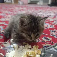 بچه گربه