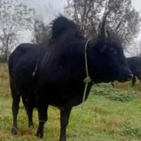 ‌تهیه‌ گوساله‌گیلک‌وگیل‌دورگ‌درجه‌یک‌جنس