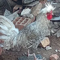 خروس لهستانی|حیوانات مزرعه|فاضل آباد, |دیوار