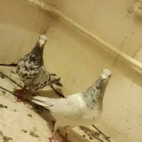 جفت کفتر سار موشی