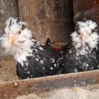 جوجه مرغ گلین فول